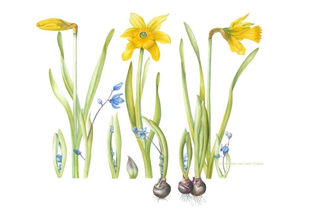 Narcissus & Scilla – Narcissus & Scilla