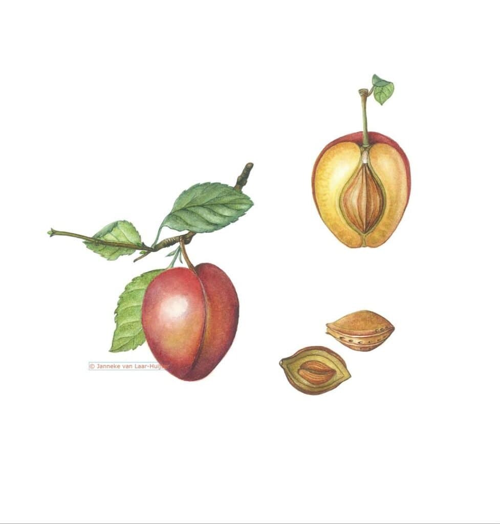 Prunus domestica 'La Reine Victoria' – Prunus domestica 'La Reine Victoria'