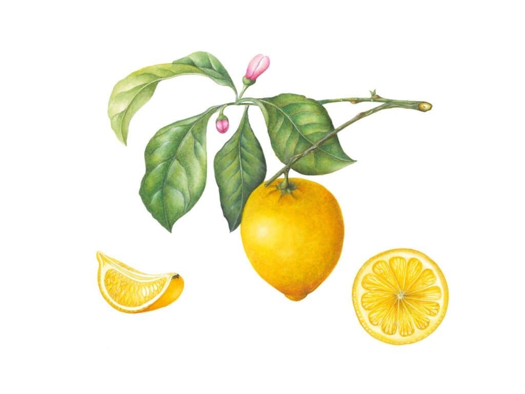 Citroen – Citrus limon