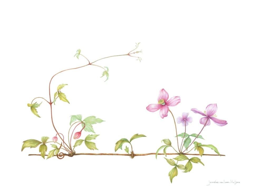 Clematis montana 'Rubens' – Clematis montana 'Rubens'