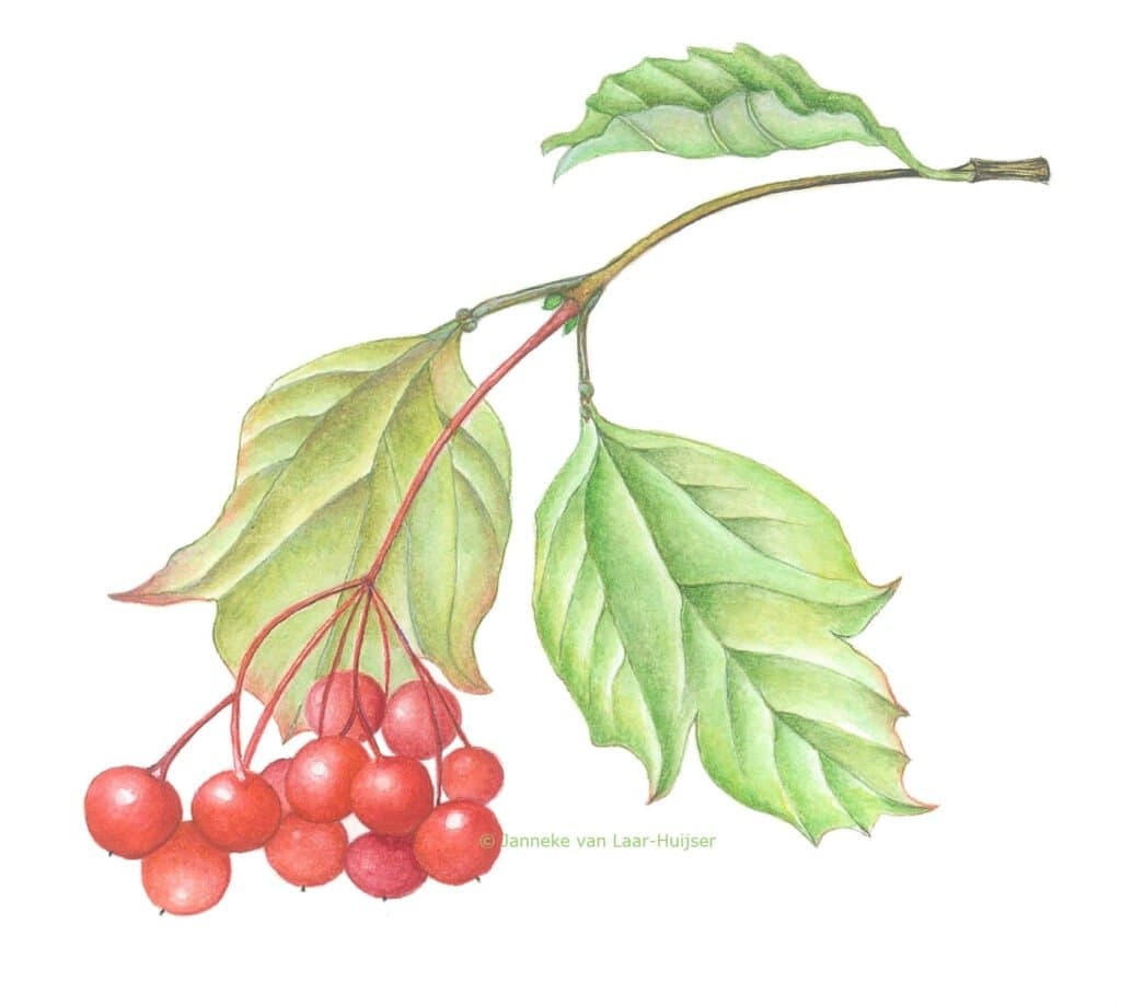 Gelderse roos – Viburnum opulus