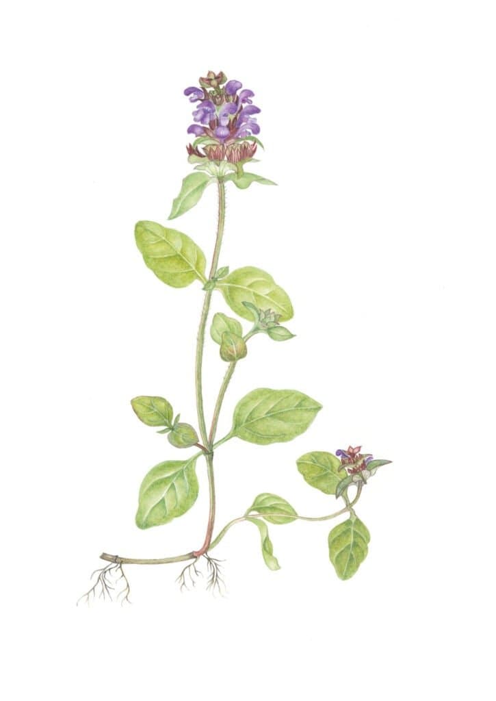 Gewone Brunel – Prunella vulgaris