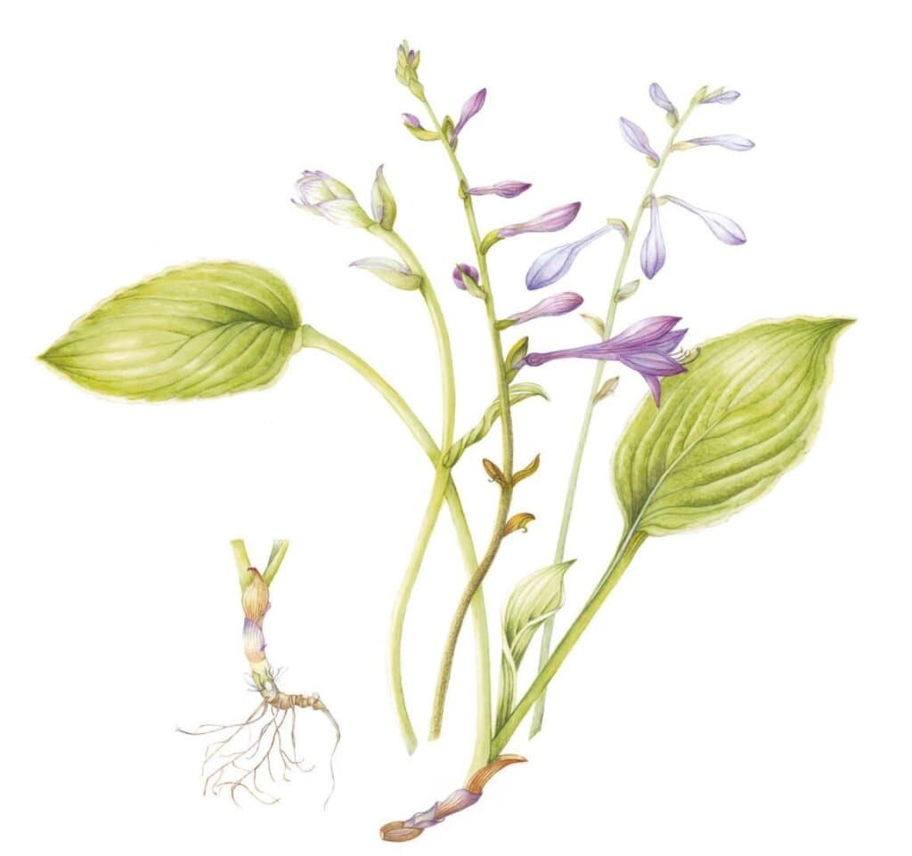 Hosta fortunei albomarginata – Hosta fortunei albomarginata