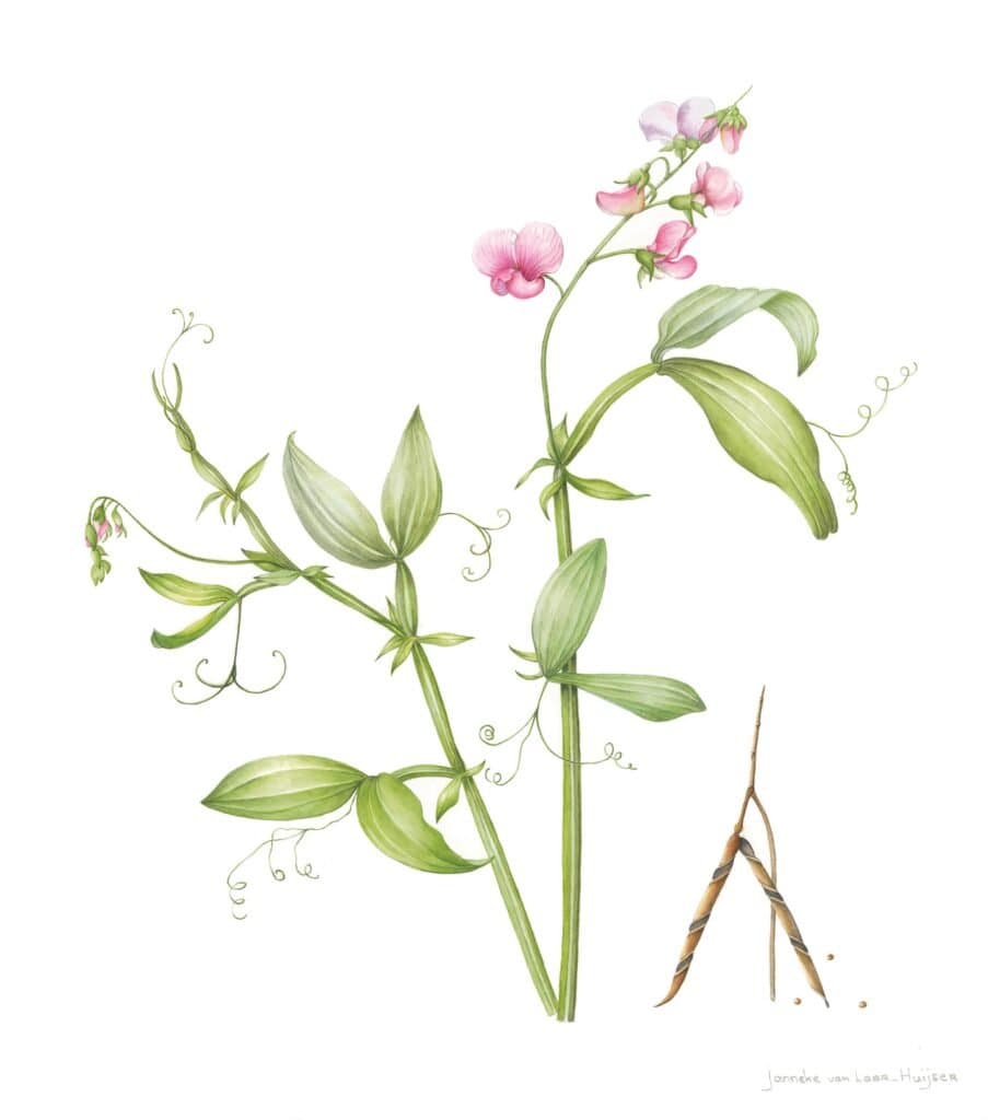 Lathyrus latifolius – Lathyrus latifolius
