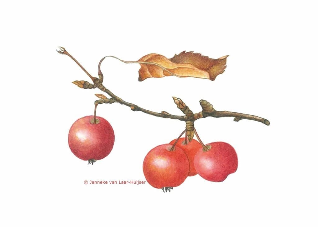 Sierappel – Malus