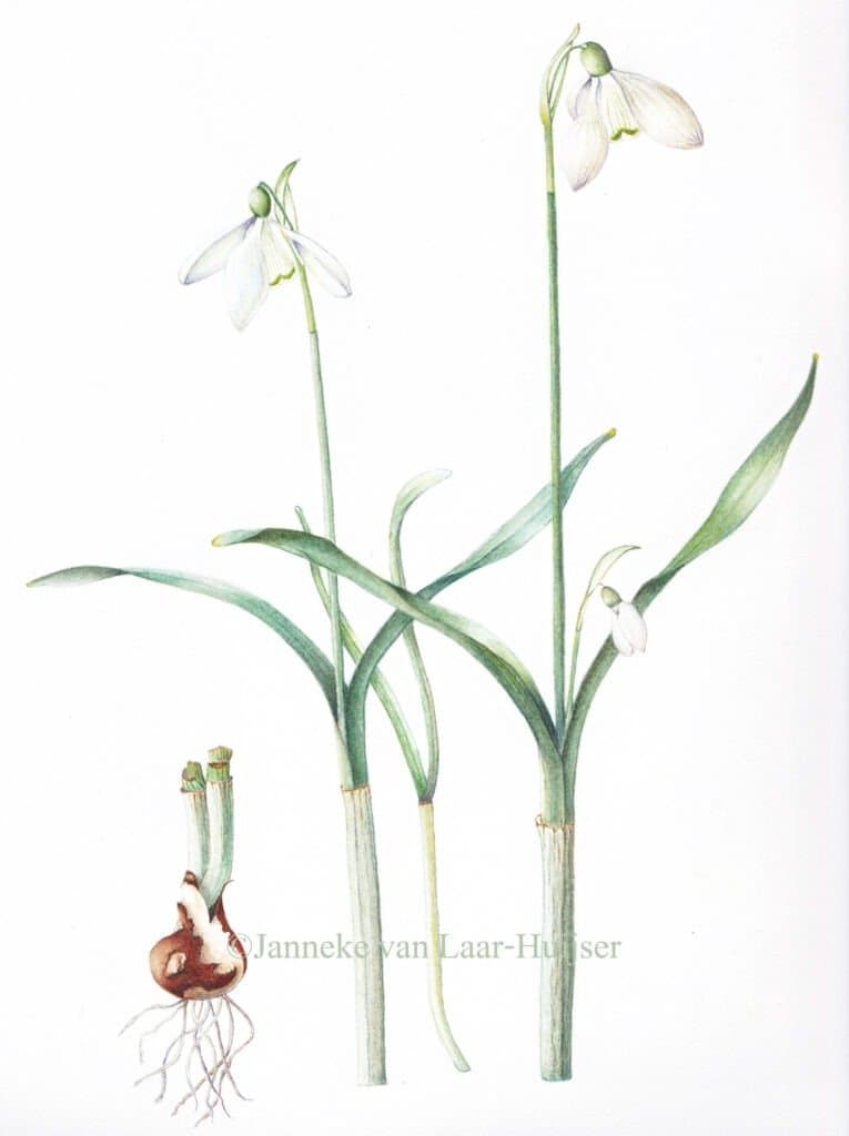 Galanthus wenskaart – Galanthus nivalis
