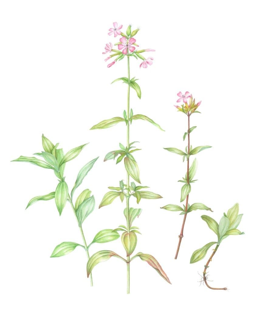 Zeepkruid – Saponaria officinalis