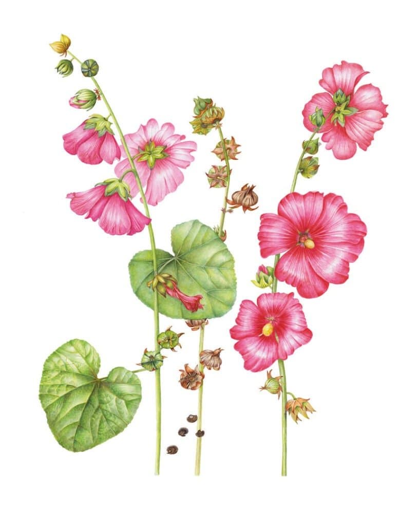 Stokroos – Botanisch aquarel