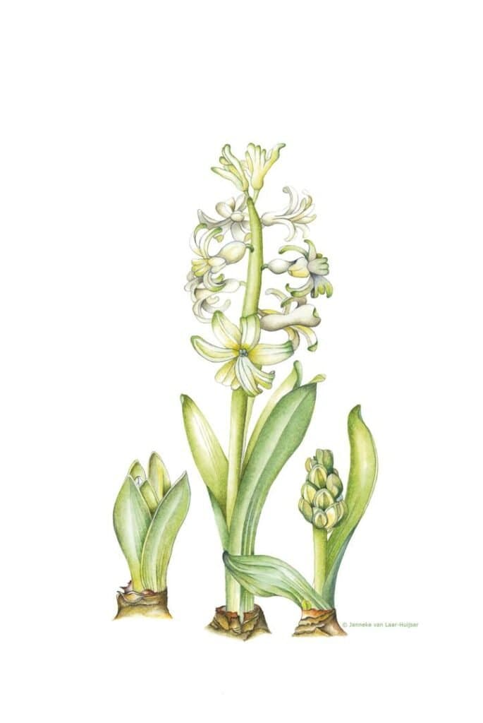 Hyacint 'White Pearl' – Hyacinthus orientalis