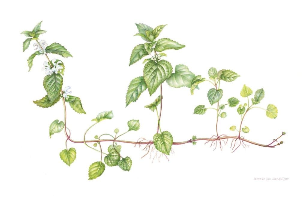 Witte dovenetel – Lamium album