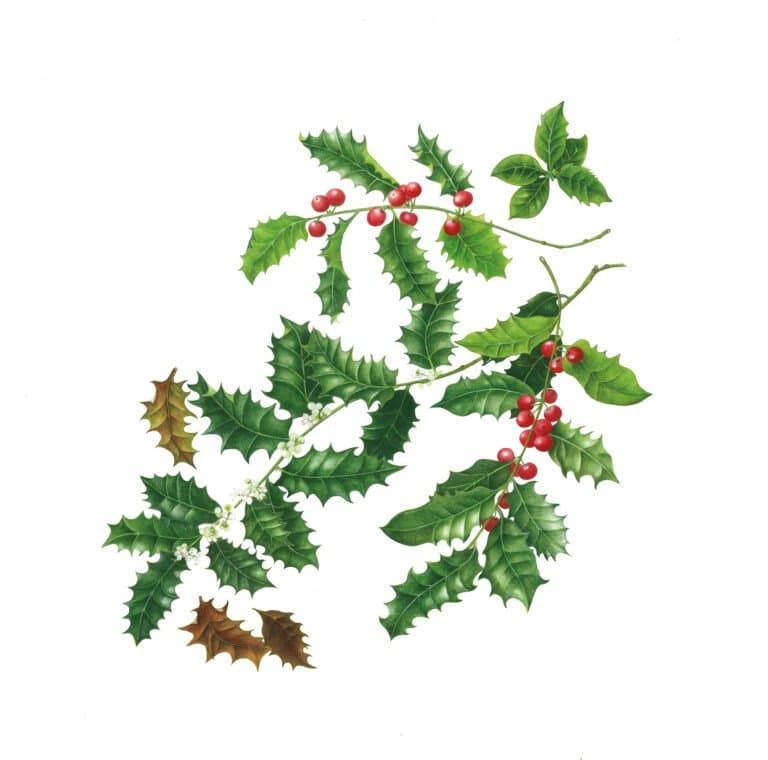 Hulst – Ilex aquifolium L.