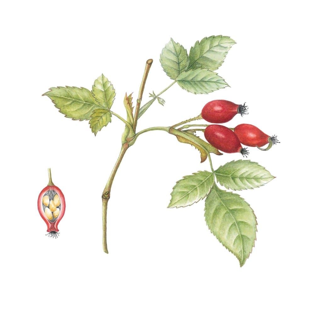 Rosa filipes Kiftsgate – Rosa filipes Kiftsgate