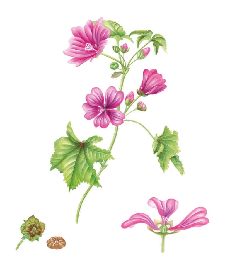 Kaasjeskruid – Malva